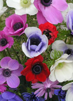 anemones-c.jpg