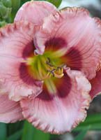 daylilies-c.jpg