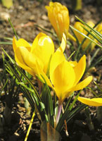 dutch-crocus-c.jpg