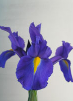 dutch-iris-c.jpg