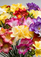 freesias-c.jpg