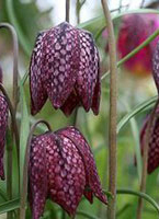 fritillaria-c.jpg