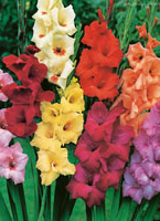 gladiolus-c.jpg