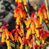 lachenalia-c.jpg