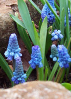 muscari-c.jpg