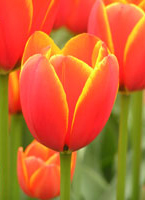 tulips-c.jpg